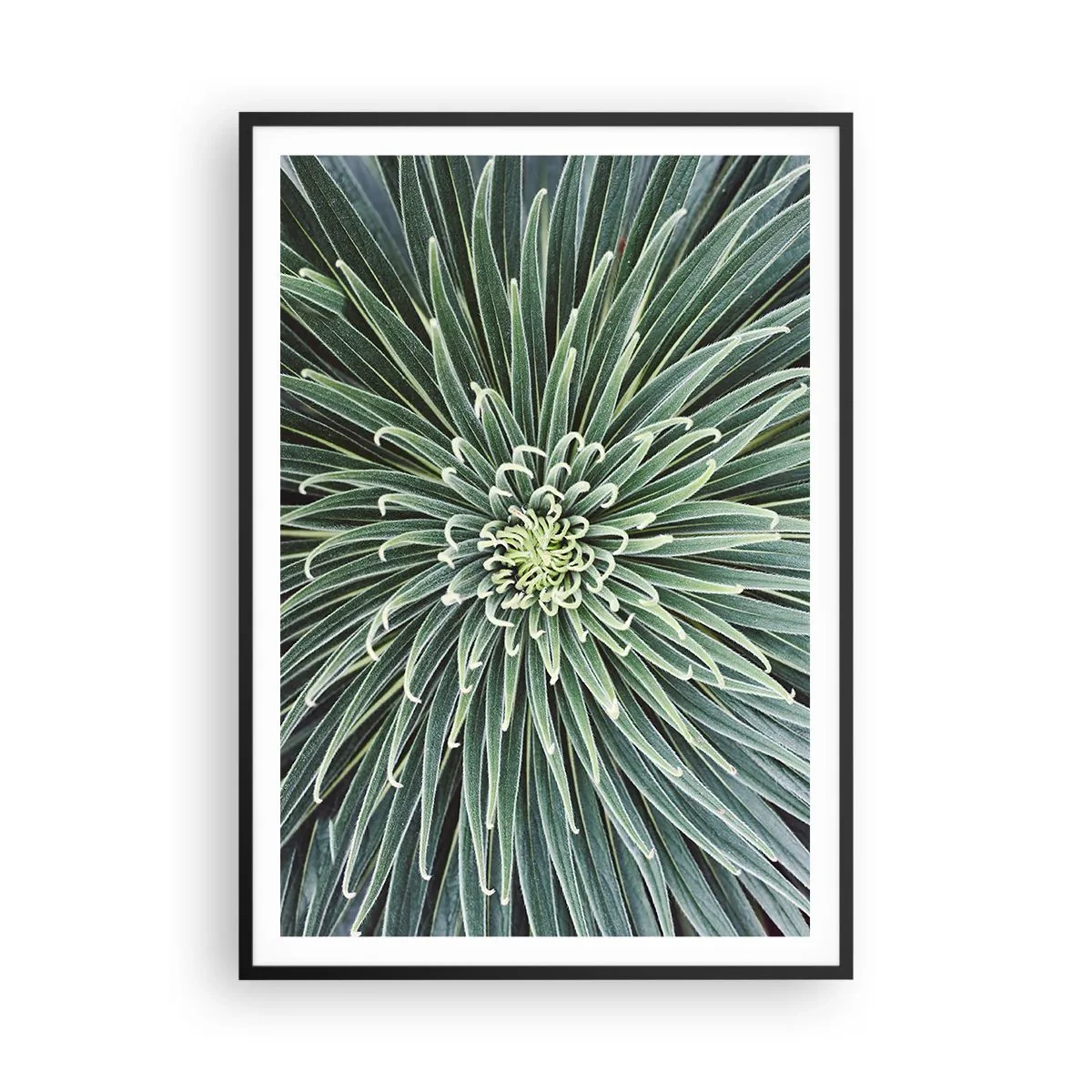 Póster en marco negro - El nacimiento de una estrella - 70x100 cm