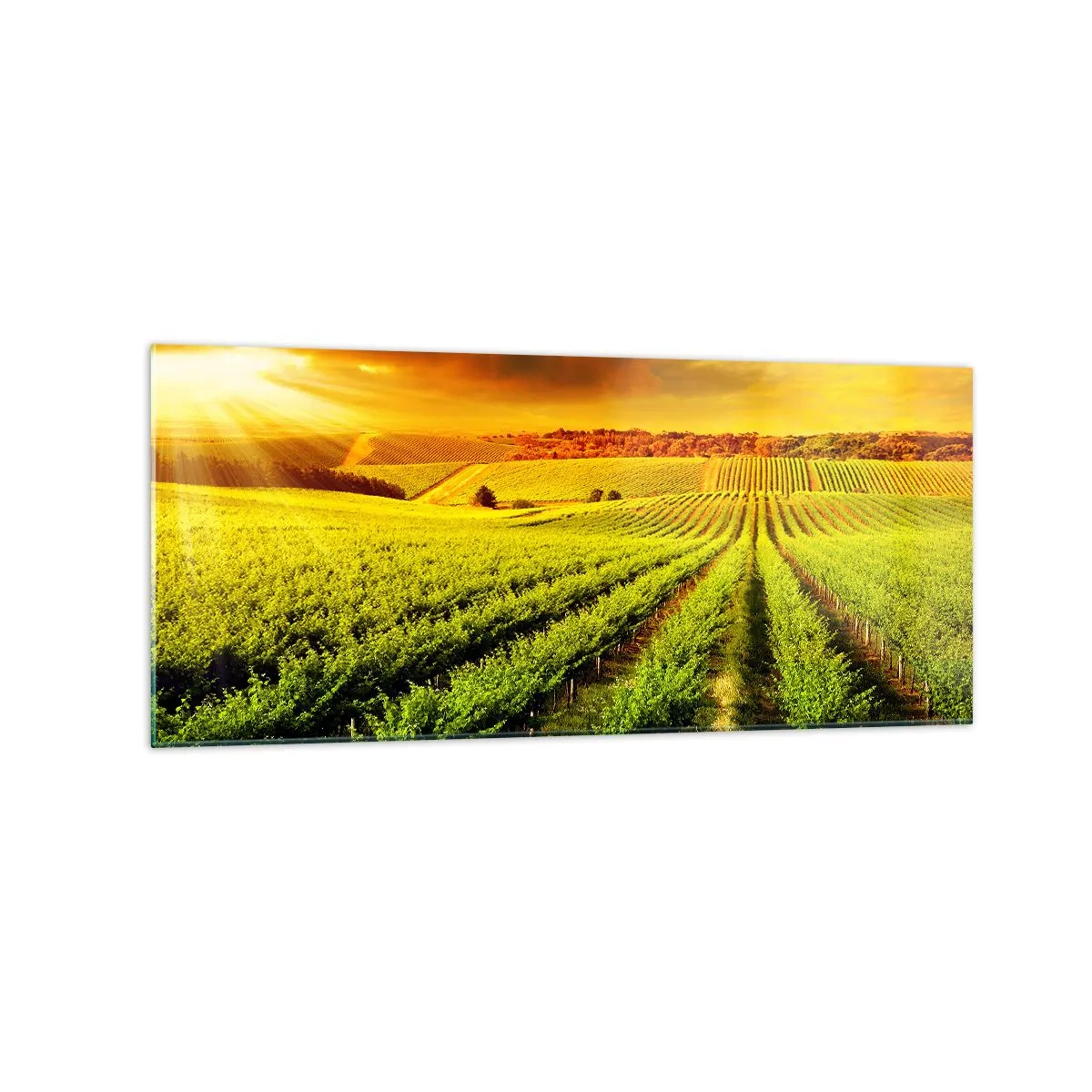 Cuadro sobre vidrio - Impresiones sobre Vidrio - Viñedos dorados iluminados por los rayos del sol. - 120x50cm - Bajo el sol de Australia - Decoración de pared moderna para salón y dormitorio ARTTOR