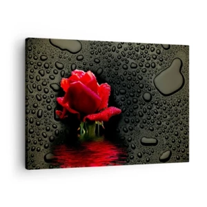 Cuadro sobre lienzo - Impresión de Imagen - Rosa roja con gotas de agua sobre un fondo oscuro - 70x50cm - Rojo y negro - Decoración de pared moderna para salón y dormitorio ARTTOR