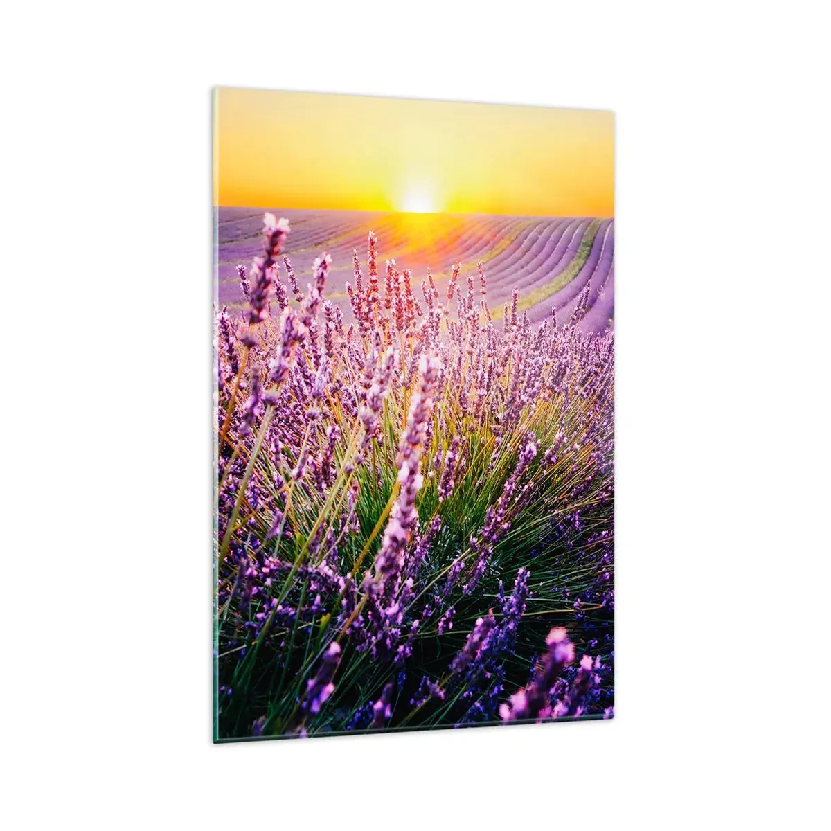 Cuadro sobre vidrio - Impresiones sobre Vidrio - Campo de lavanda al atardecer - 80x120cm - Pradera fragante - Decoración de pared moderna para salón y dormitorio ARTTOR