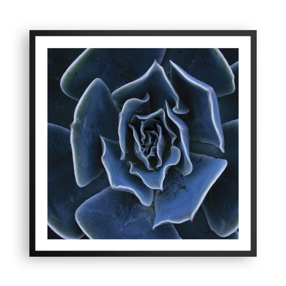 Póster en marco negro - Flor del desierto - 60x60 cm