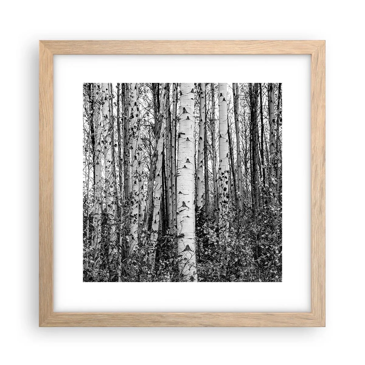 Póster en marco roble claro - Columnas de abedules - 30x30 cm