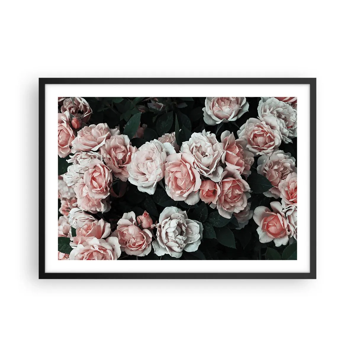 Póster en marco negro - Rosas rosadas sobre un fondo oscuro en una composición sutil. - 70x50cm - Conjunto de rosas - Decoración de pared moderna para salón y dormitorio ARTTOR