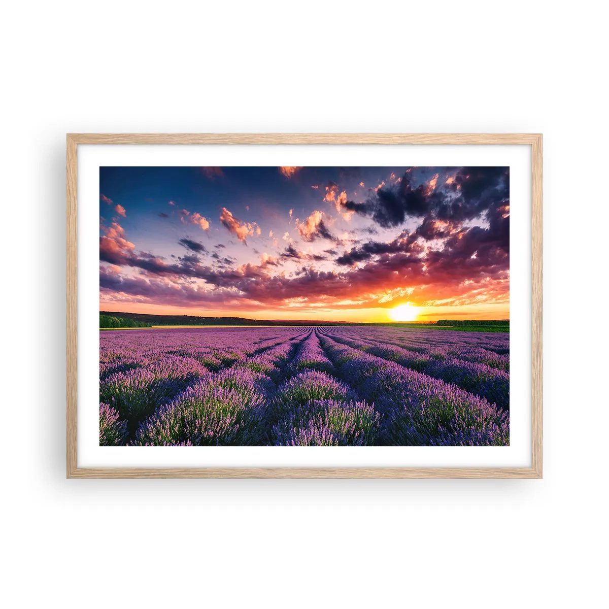 Póster en marco roble claro - El mundo de la lavanda - 70x50 cm
