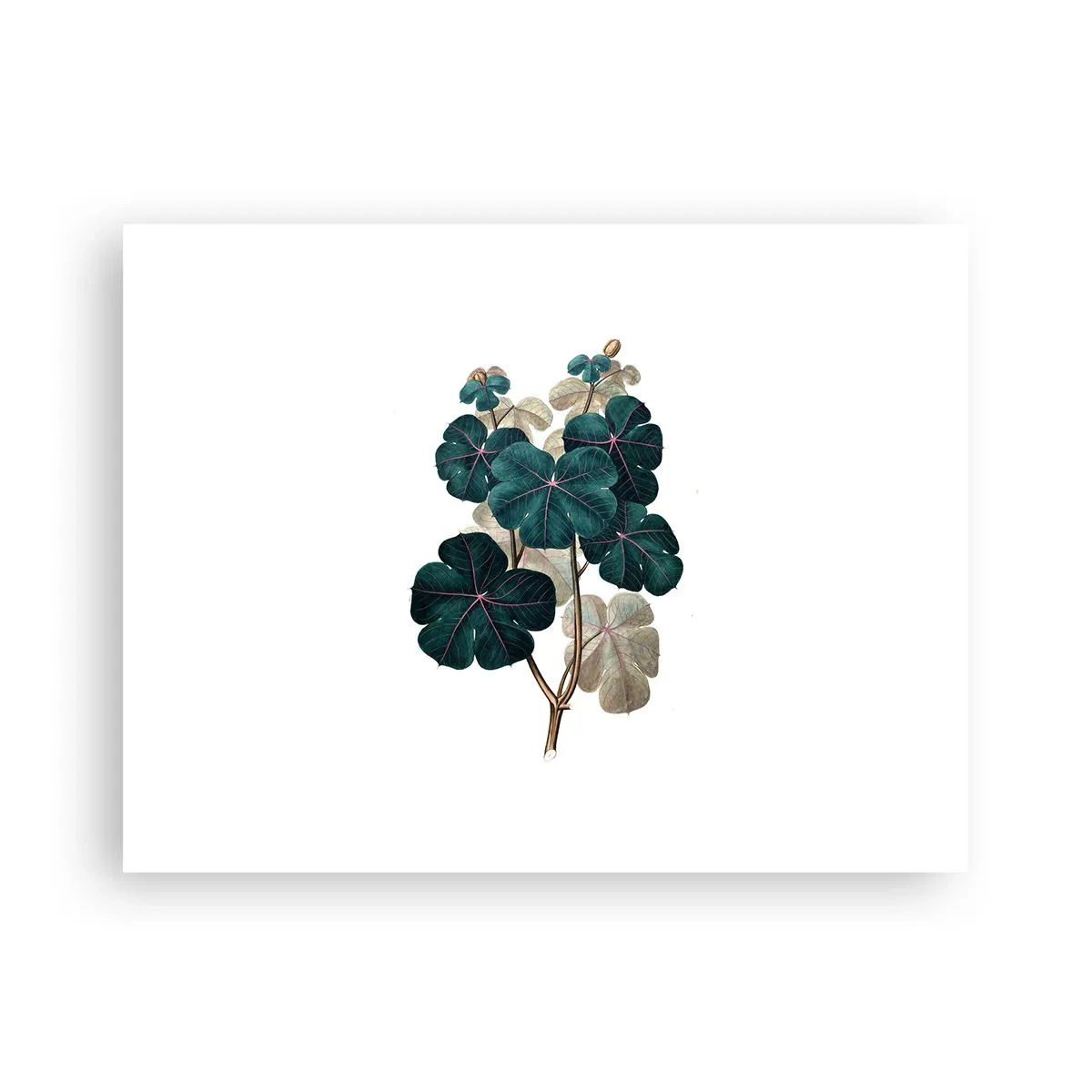 Póster - De un viejo herbario - 40x30 cm