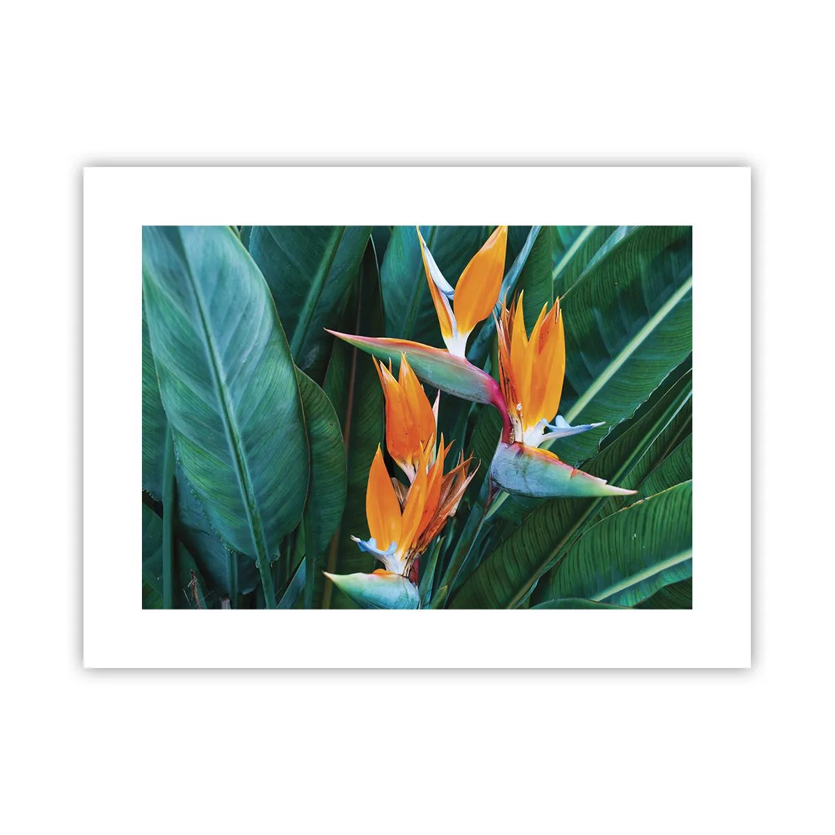 Póster - ¿Es una flor o es un pájaro? - 40x30 cm