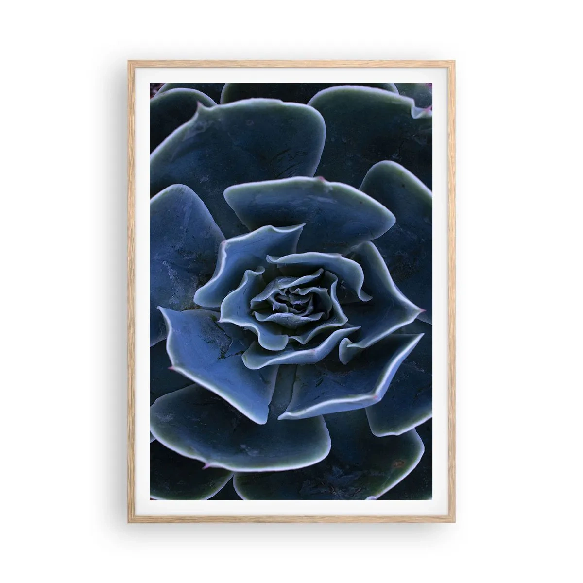 Póster en marco roble claro - Flor del desierto - 70x100 cm