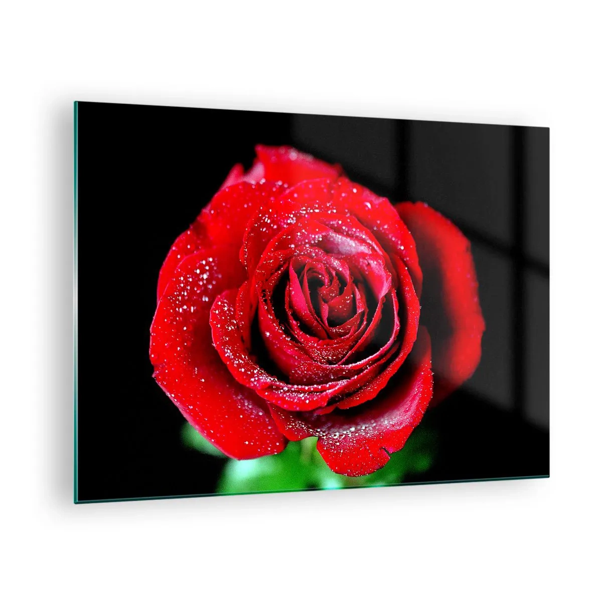Cuadro sobre vidrio - Impresiones sobre Vidrio - Una rosa roja cubierta de gotas de rocío sobre un fondo oscuro. - 70x50cm - Eso es el amor - Decoración de pared moderna para salón y dormitorio ARTTOR