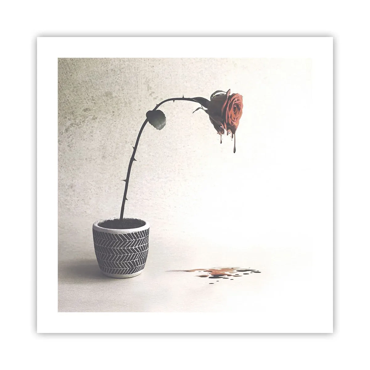 Póster - Rosa dolorosa - 50x50 cm