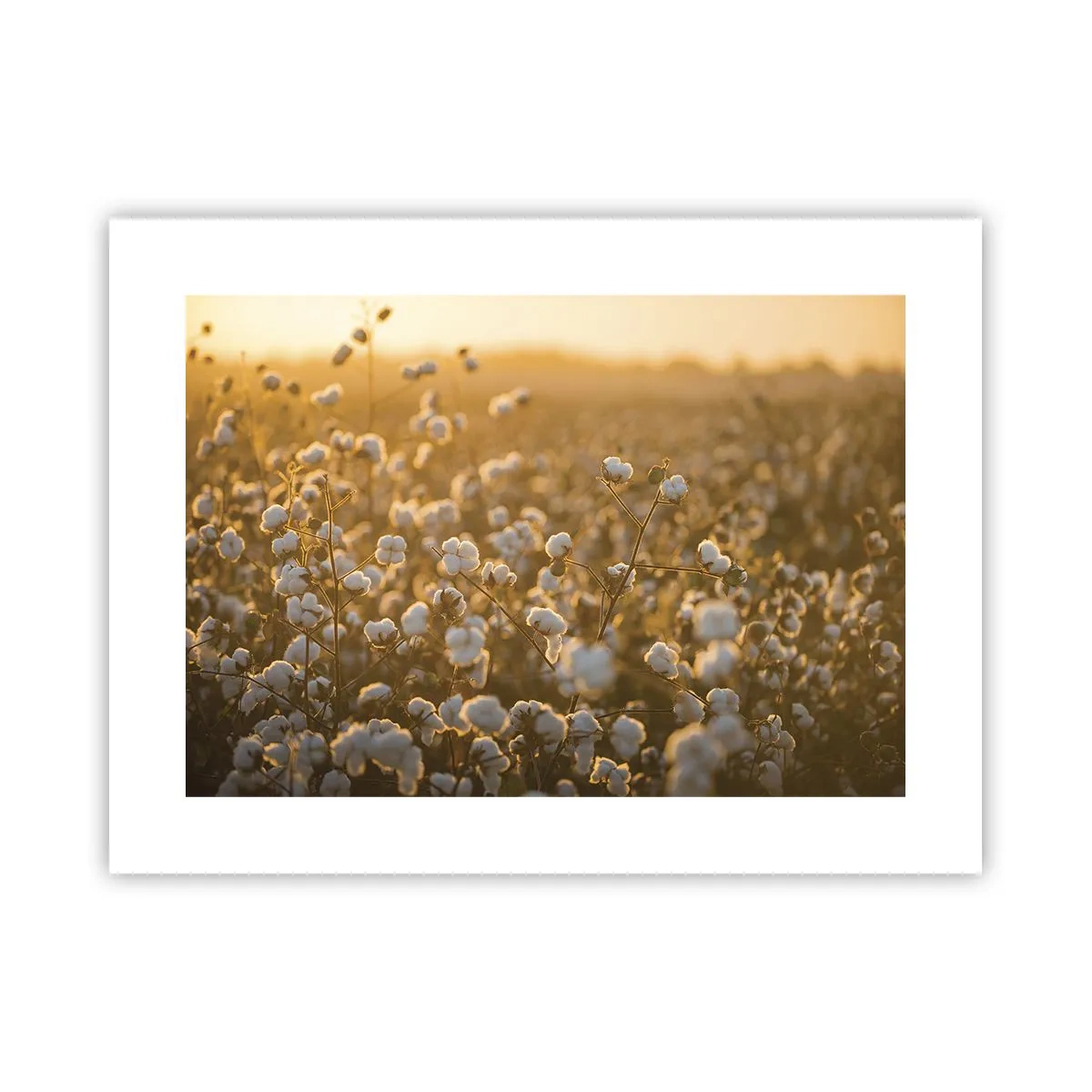 Póster - Un campo esponjoso - 40x30 cm