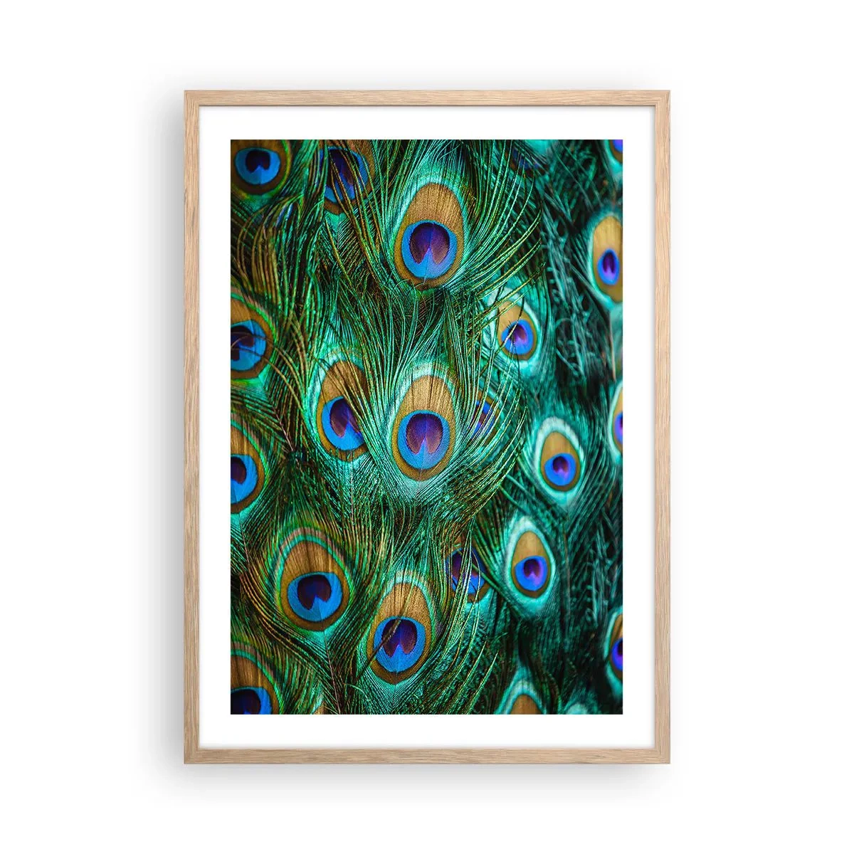 Póster en marco roble claro - Mirada de pavo real - 50x70 cm