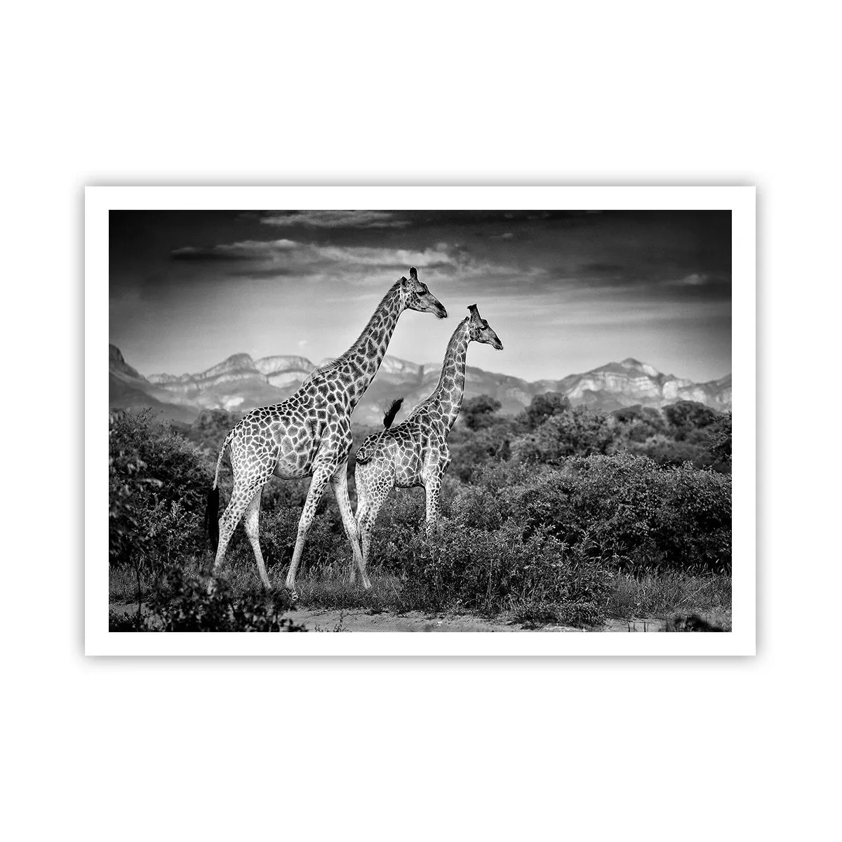 Póster - Siluetas en blanco y negro de dos jirafas en la sabana. - 100x70cm - La clase alta de África - Decoración de pared moderna para salón y dormitorio ARTTOR