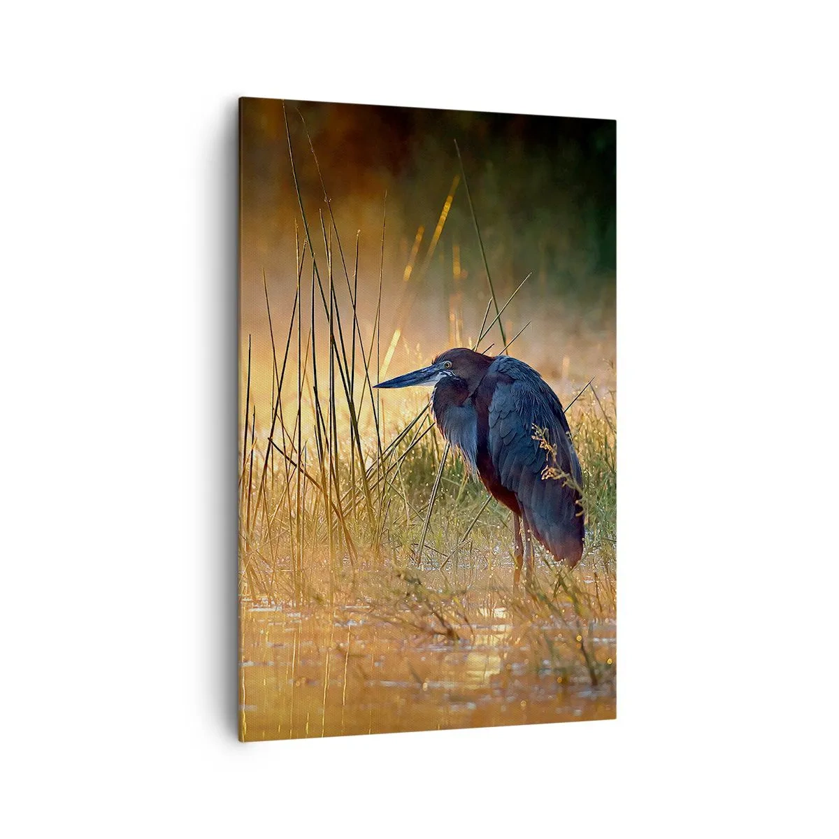 Cuadro sobre lienzo - Impresión de Imagen - Una garza en los humedales al atardecer entre hierbas altas. - 80x120cm - Dame un respiro con estas fotos - Decoración de pared moderna para salón y dormitorio ARTTOR