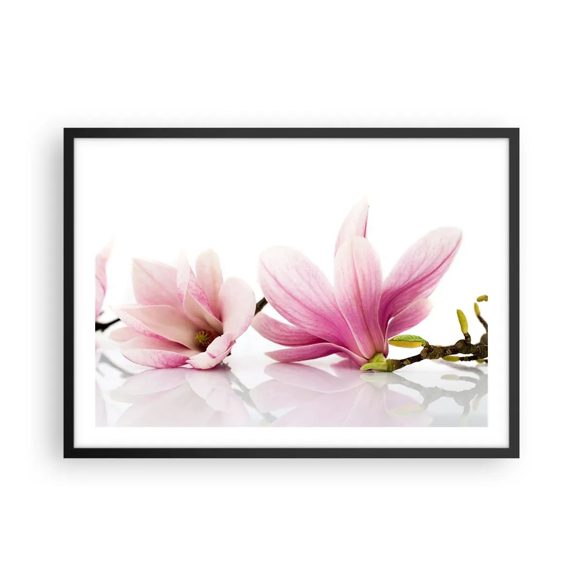 Póster en marco negro - Delicadas magnolias rosas sobre un fondo blanco. - 70x50cm - Suave como un soplo de primavera - Decoración de pared moderna para salón y dormitorio ARTTOR