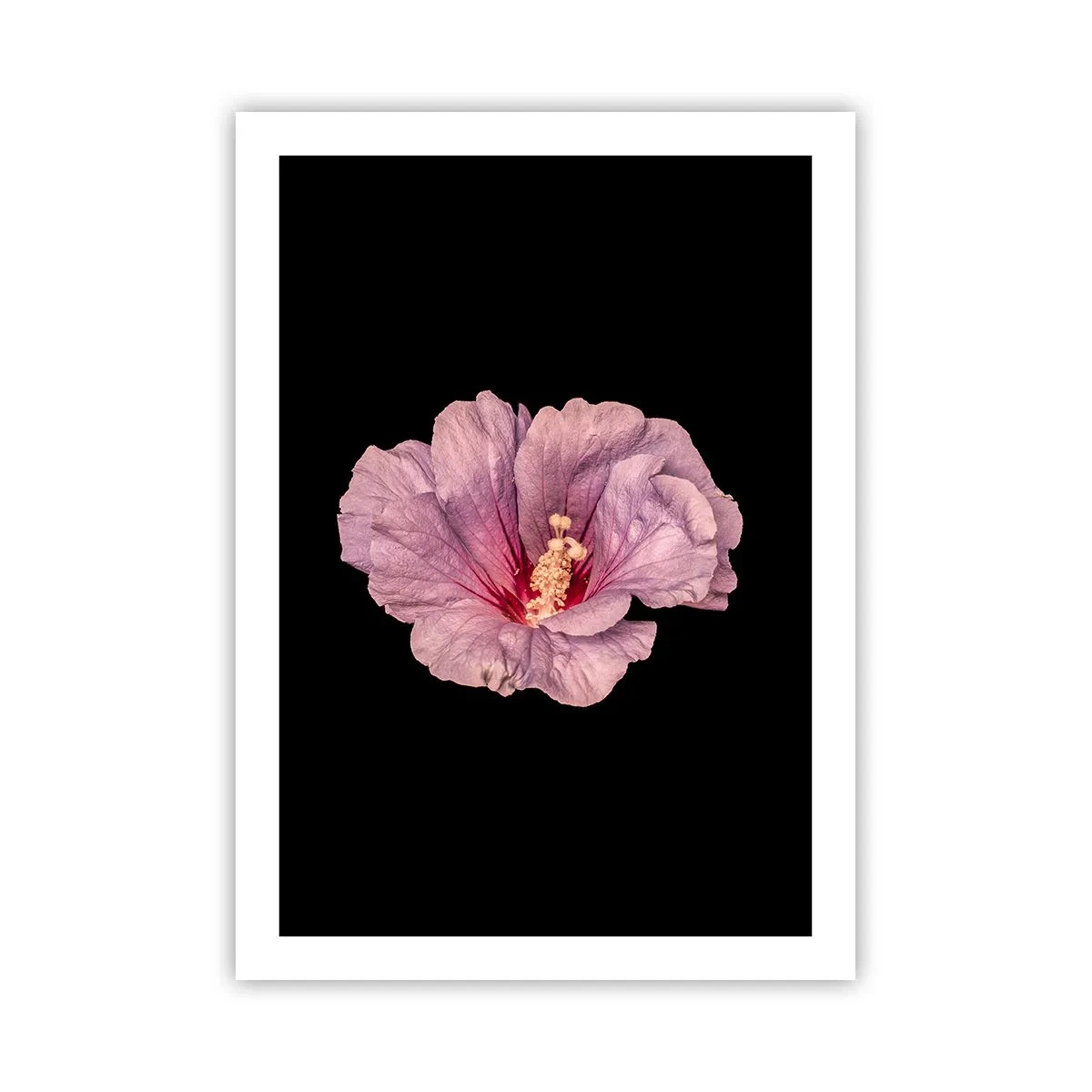 Póster - Delicada flor de hibisco rosa sobre fondo negro. - 50x70cm - Directo al corazón - Decoración de pared moderna para salón y dormitorio ARTTOR