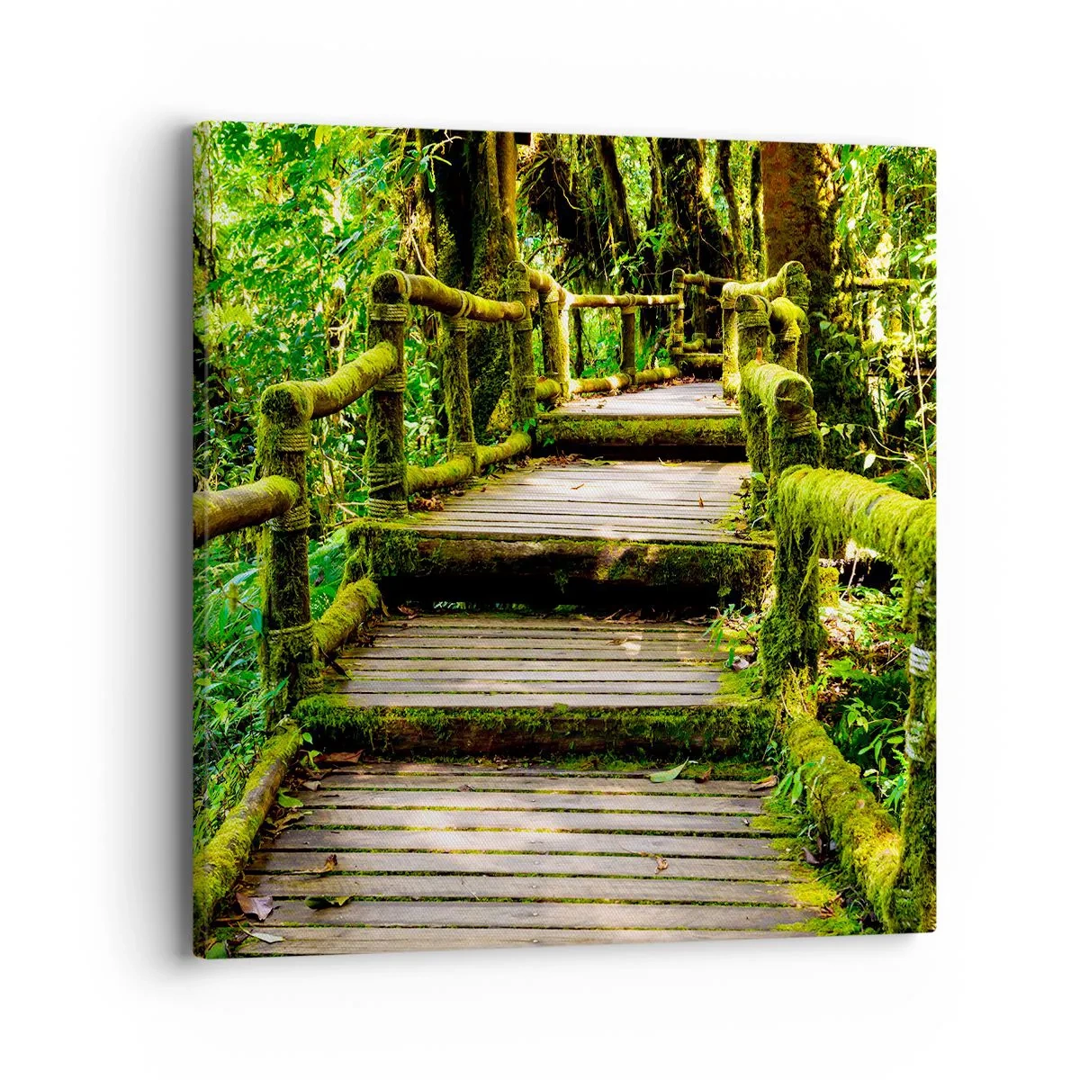 Cuadro sobre lienzo - Impresión de Imagen - A través de un corredor verde - 40x40 cm