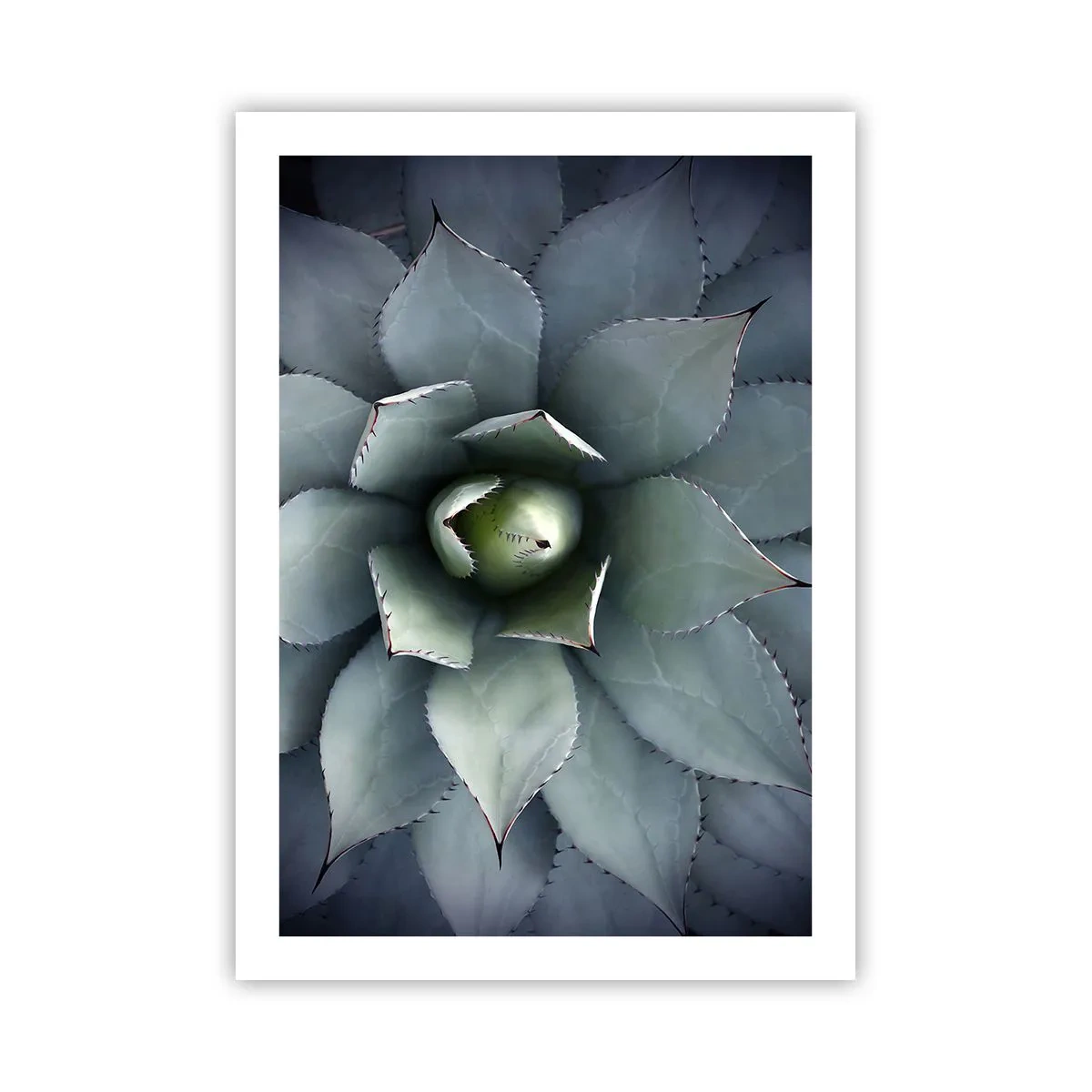 Póster - Un primer plano de las hojas simétricas de una suculenta en tonos verdes. - 50x70cm - Perfección natural - Decoración de pared moderna para salón y dormitorio ARTTOR