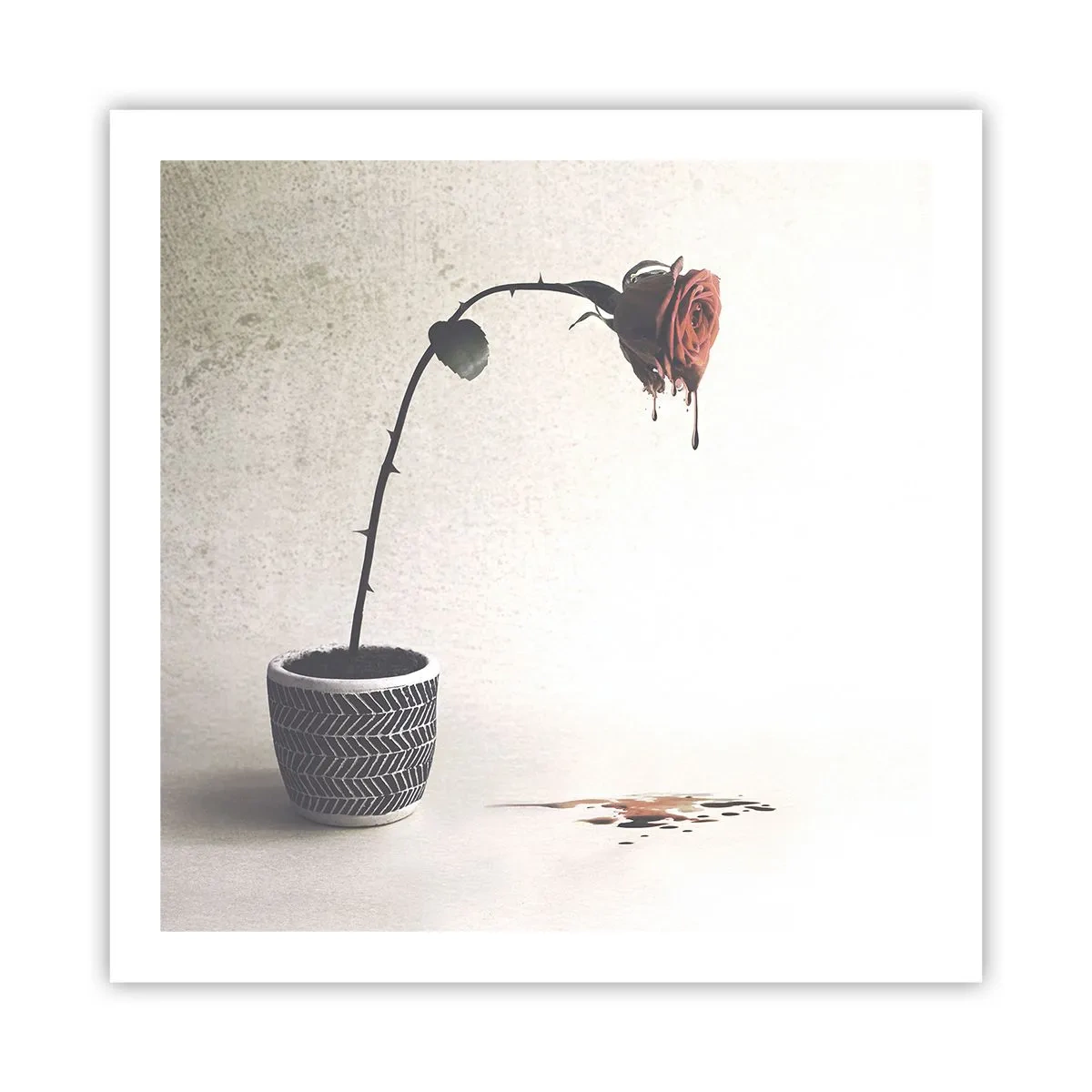 Póster - Rosa dolorosa - 60x60 cm