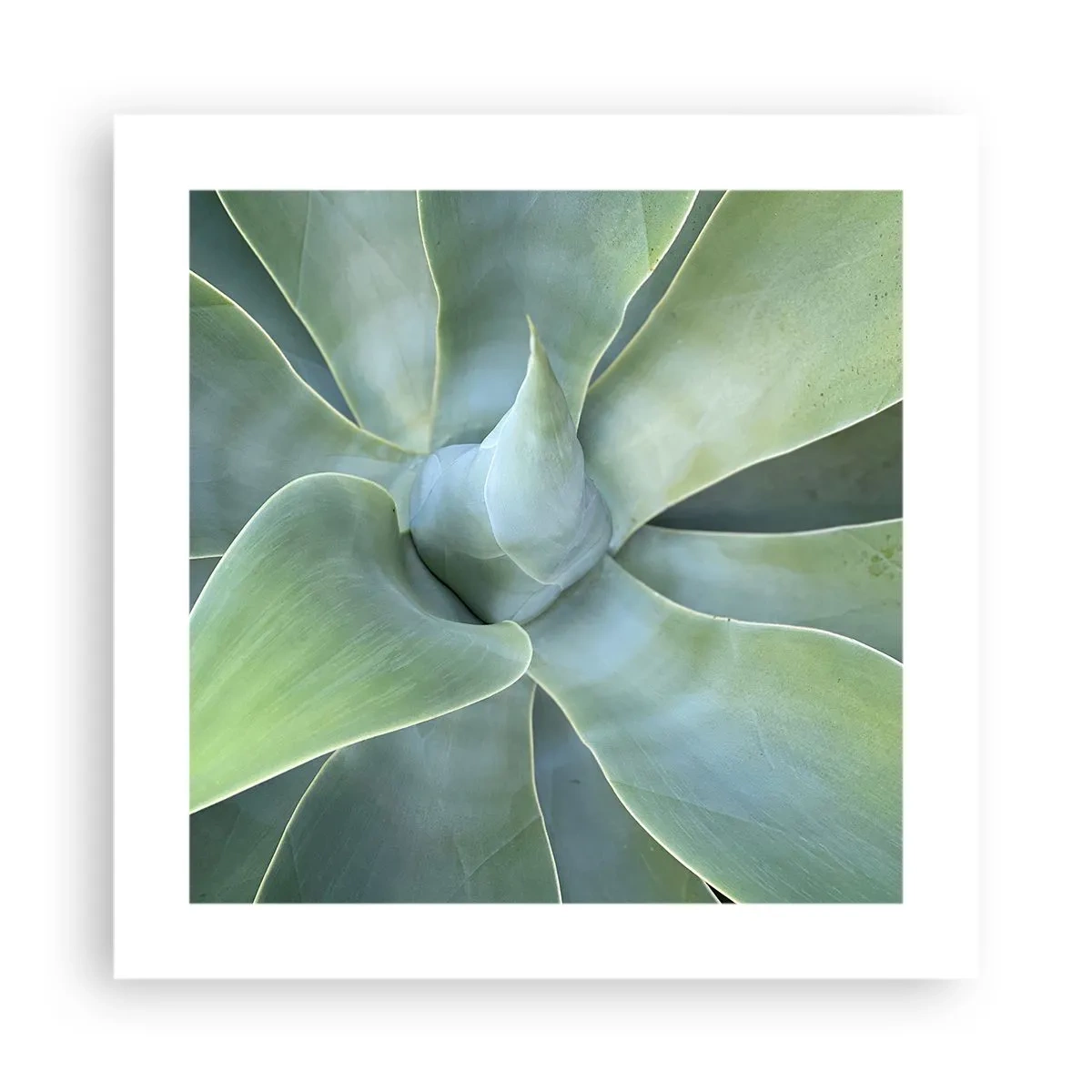 Póster - El nacimiento del verde - 40x40 cm