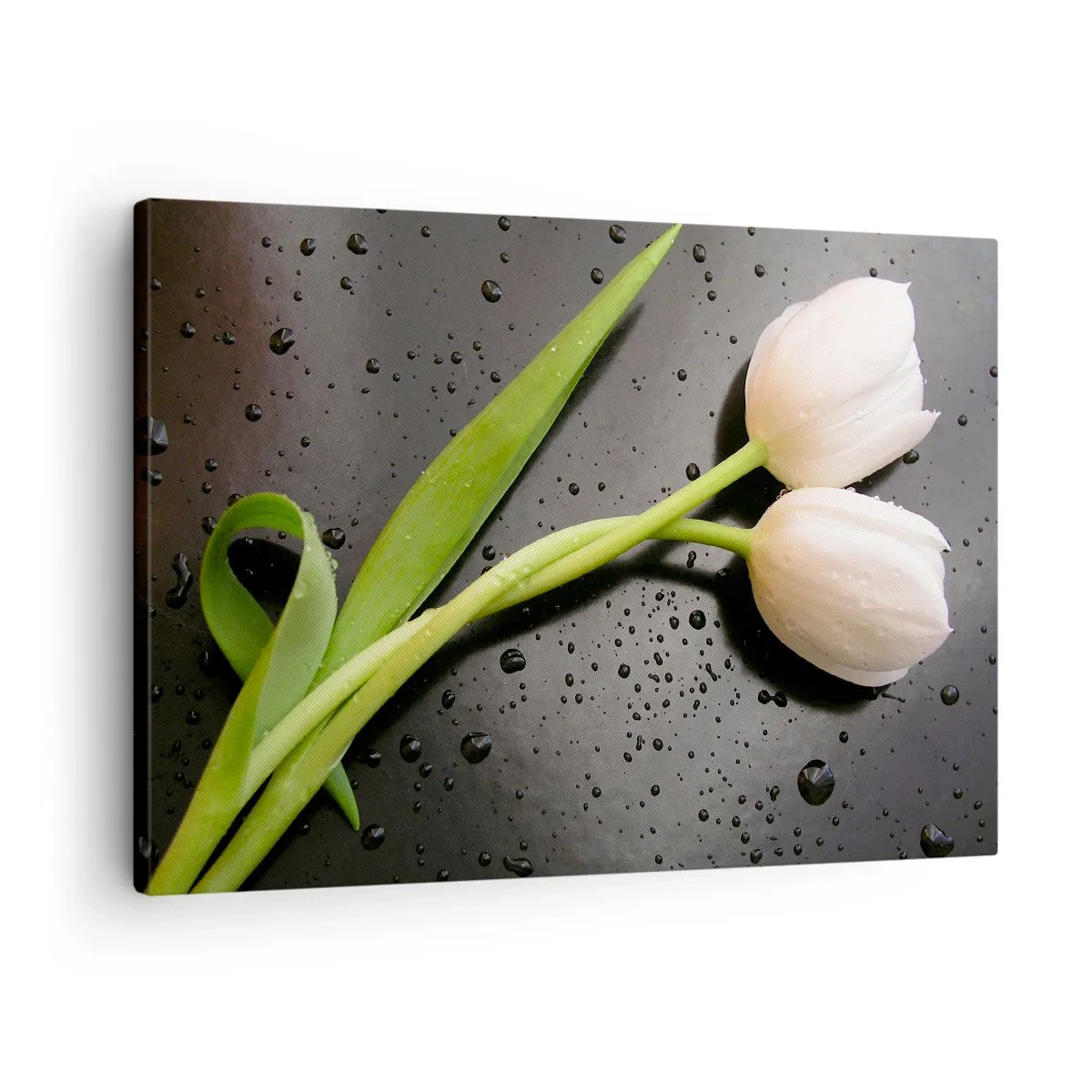 Cuadro sobre lienzo - Impresión de Imagen - Tulipanes blancos sobre fondo negro con gotas de agua. - 70x50cm - Primavera - Decoración de pared moderna para salón y dormitorio ARTTOR