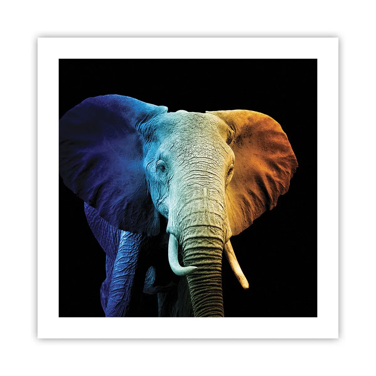 Póster - Excéntrico, no un bicho raro - 50x50 cm