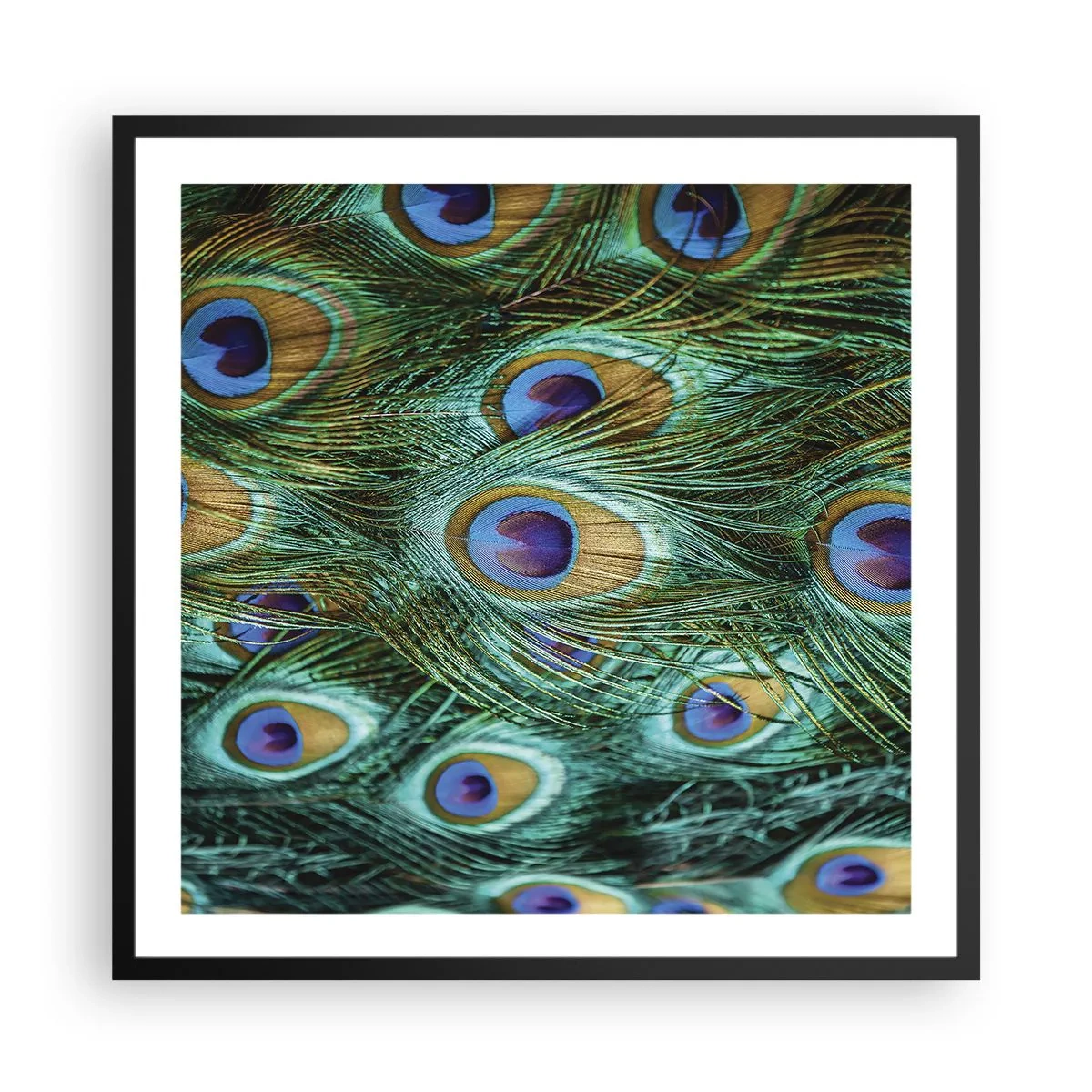 Póster en marco negro - Mirada de pavo real - 60x60 cm