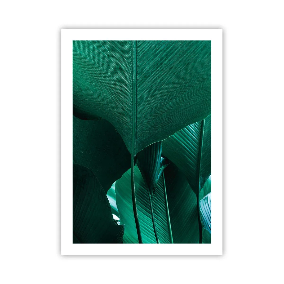 Póster - Primer plano de grandes hojas verdes que muestran estructura y textura. - 50x70cm - De cara a la luz - Decoración de pared moderna para salón y dormitorio ARTTOR