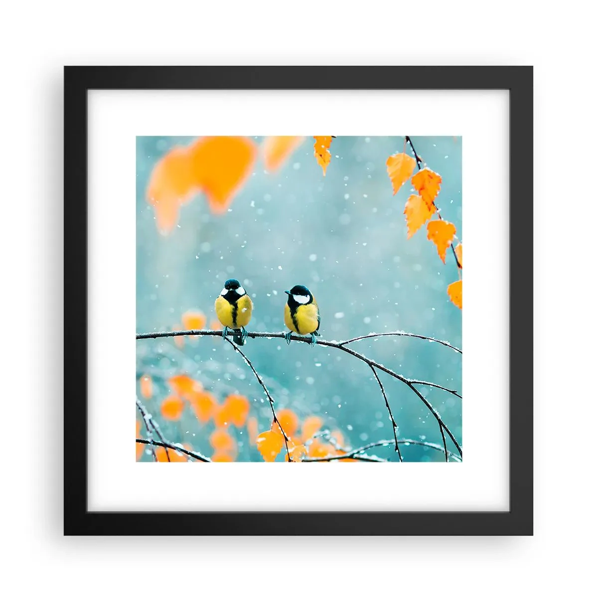 Póster en marco negro - Cotilleo de pájaros - 30x30 cm