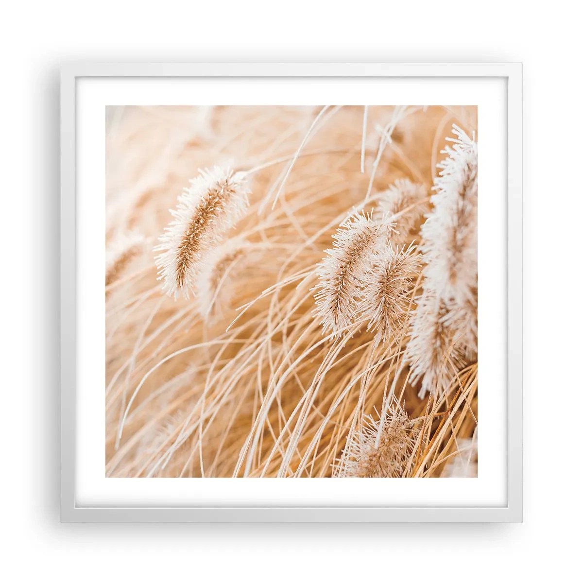 Póster en marco blanco - El dorado susurro de las hierbas - 50x50 cm
