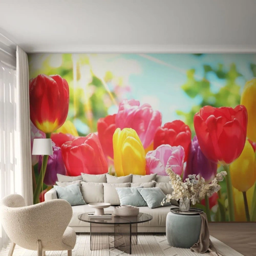 Fotomural Premium Sand - Somos nosotros, ¡los colores de mayo! - flores, tulipanes, Jardín - 350x256 cm