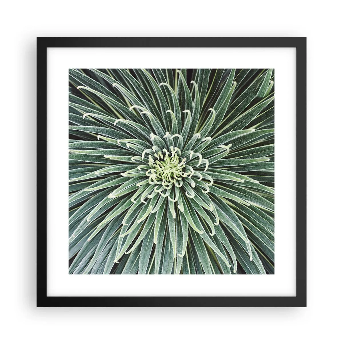 Póster en marco negro - El nacimiento de una estrella - 40x40 cm