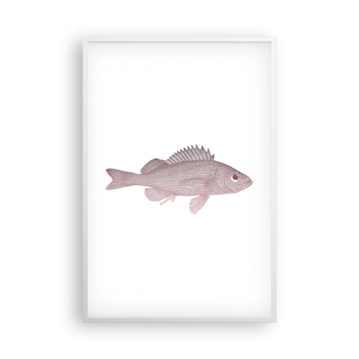 Póster en marco blanco - Pez de ojos grandes - 61x91 cm