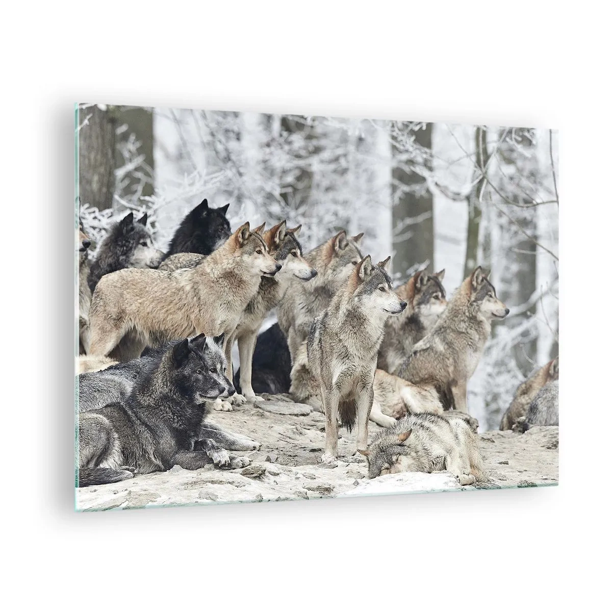 Cuadro sobre vidrio - Impresiones sobre Vidrio - Una manada de lobos en el bosque invernal. - 70x50cm - Familiares y amigos - Decoración de pared moderna para salón y dormitorio ARTTOR
