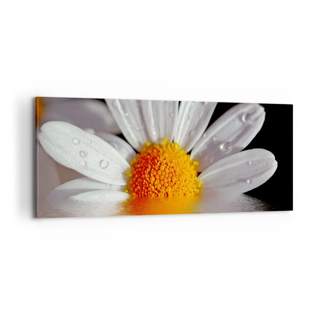 Cuadro sobre lienzo - Impresión de Imagen - El sol naciente de una margarita - 100x40 cm