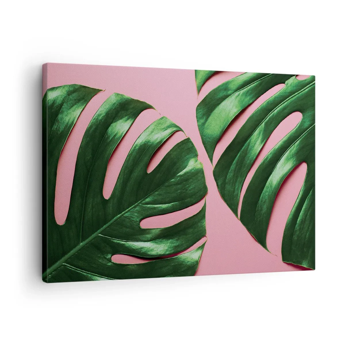 Cuadro sobre lienzo - Impresión de Imagen - Hojas de monstera verde sobre un fondo rosa - 70x50cm - Cita con el verde - Decoración de pared moderna para salón y dormitorio ARTTOR
