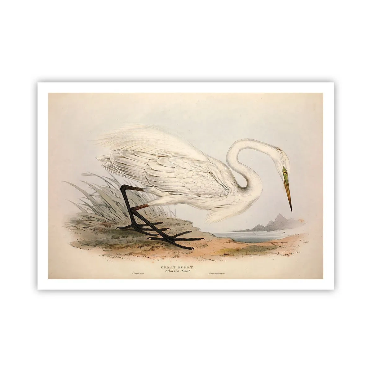 Póster - Dibujo de una garza blanca sobre un fondo de paisaje natural. - 100x70cm - Dama de los juncos - Decoración de pared moderna para salón y dormitorio ARTTOR