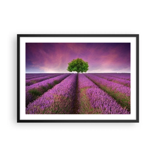 Póster en marco negro - Un campo de lavanda con un árbol solitario y un cielo púrpura. - 70x50cm - En los campos de lavanda - Decoración de pared moderna para salón y dormitorio ARTTOR