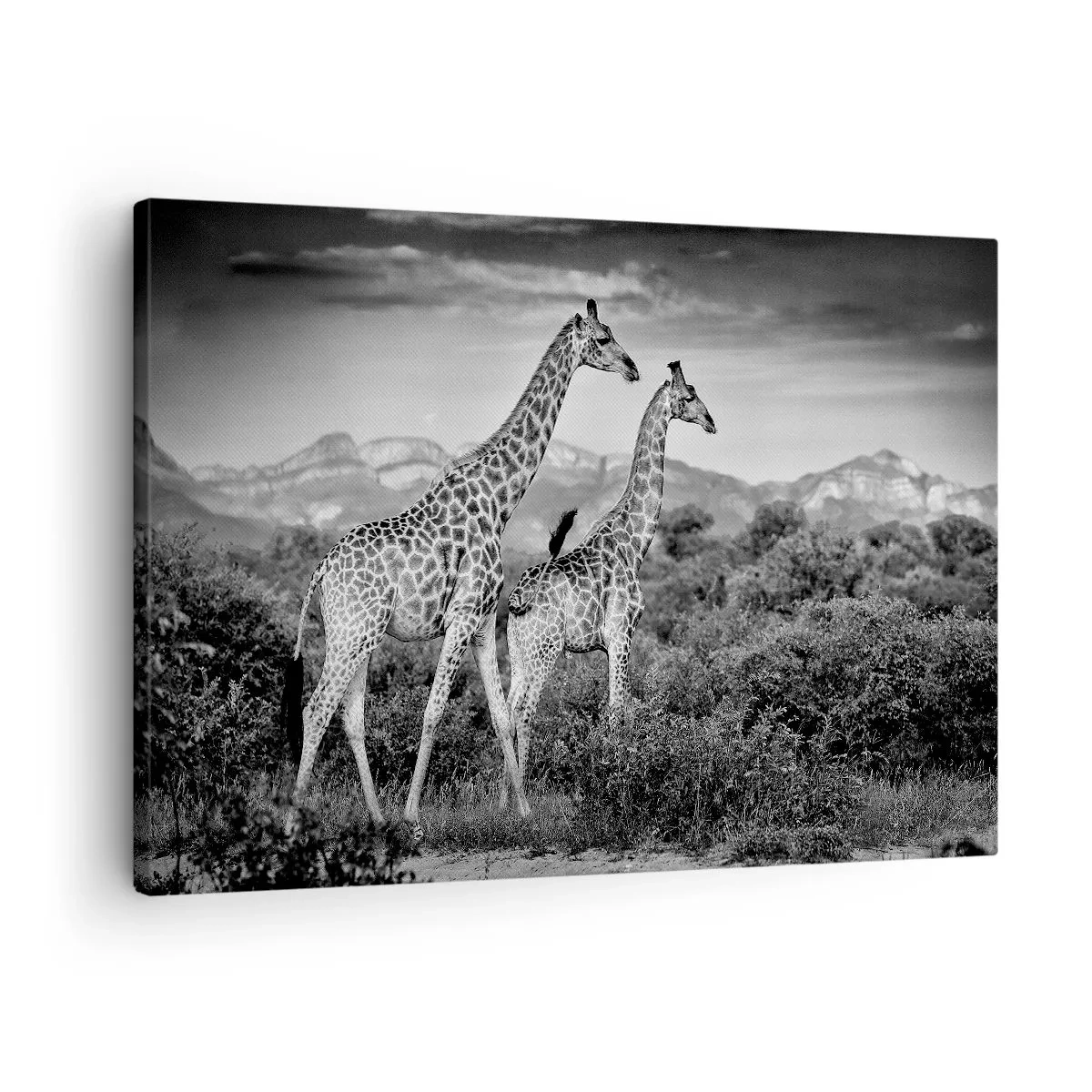 Cuadro sobre lienzo - Impresión de Imagen - Siluetas en blanco y negro de dos jirafas en la sabana. - 70x50cm - La clase alta de África - Decoración de pared moderna para salón y dormitorio ARTTOR