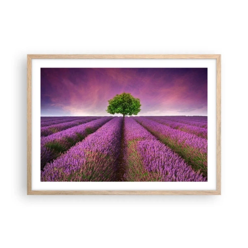 Póster en marco roble claro - En los campos de lavanda - 70x50 cm