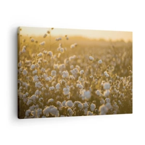 Cuadro sobre lienzo - Impresión de Imagen - Un campo de algodón bajo la cálida luz del sol poniente. - 70x50cm - Un campo esponjoso - Decoración de pared moderna para salón y dormitorio ARTTOR