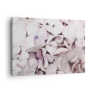 Cuadro sobre lienzo - Impresión de Imagen - Delicadas hortensias blancas en tonos pastel. - 70x50cm - En un torrente de flores - Decoración de pared moderna para salón y dormitorio ARTTOR