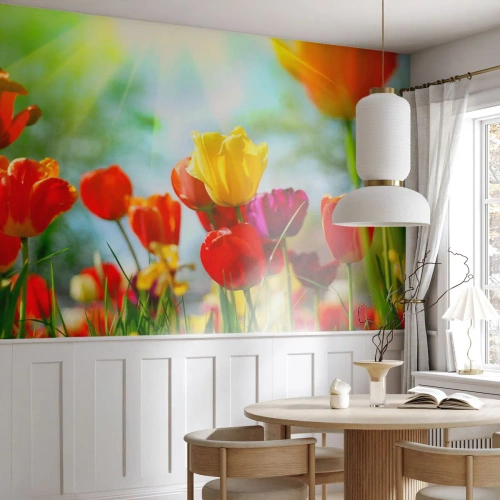 Fotomural Premium Canvas - Todos los tonos del sol - tulipanes, flores, Prado - 450x315 cm