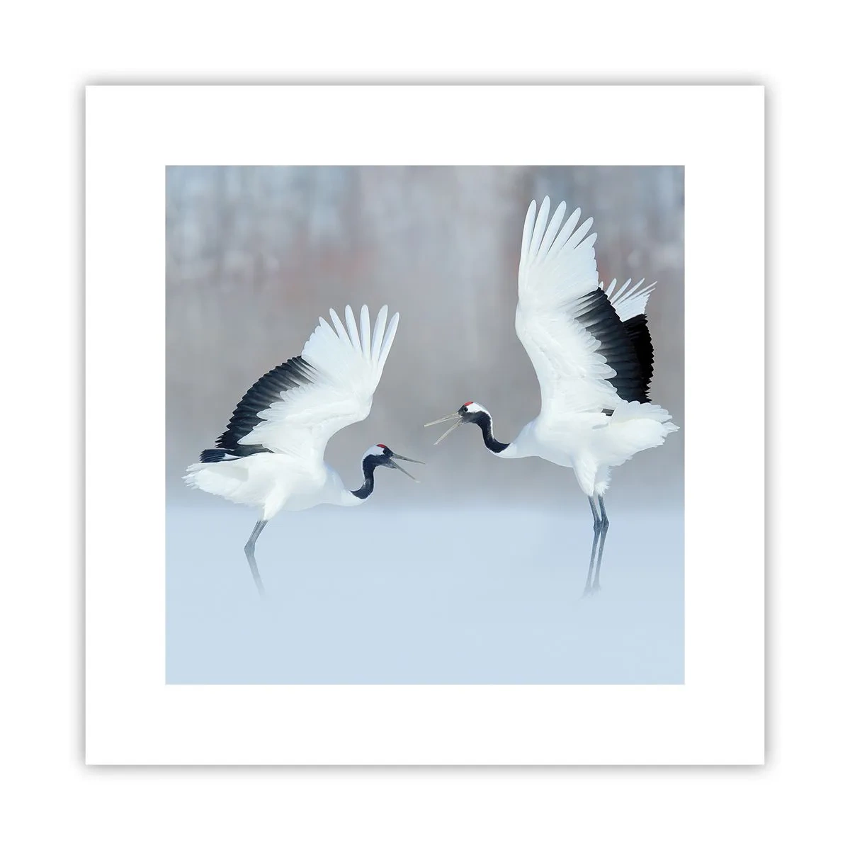 Póster - Danza en la niebla - 30x30 cm