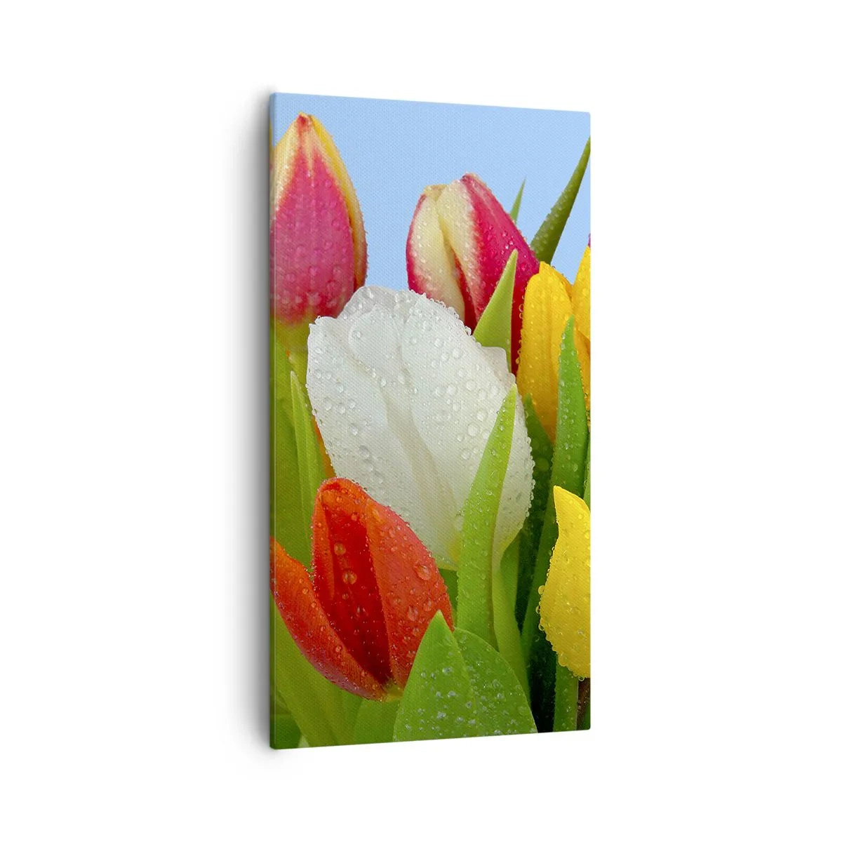 Cuadro sobre lienzo - Impresión de Imagen - Arco iris floral en gotas de rocío - 55x100 cm