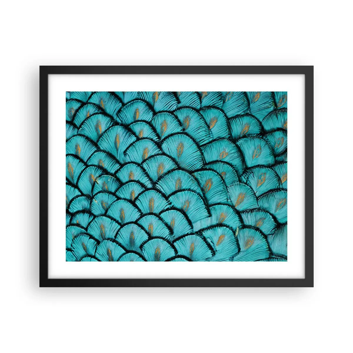 Póster en marco negro - La gran gala de las plumas - 50x40 cm