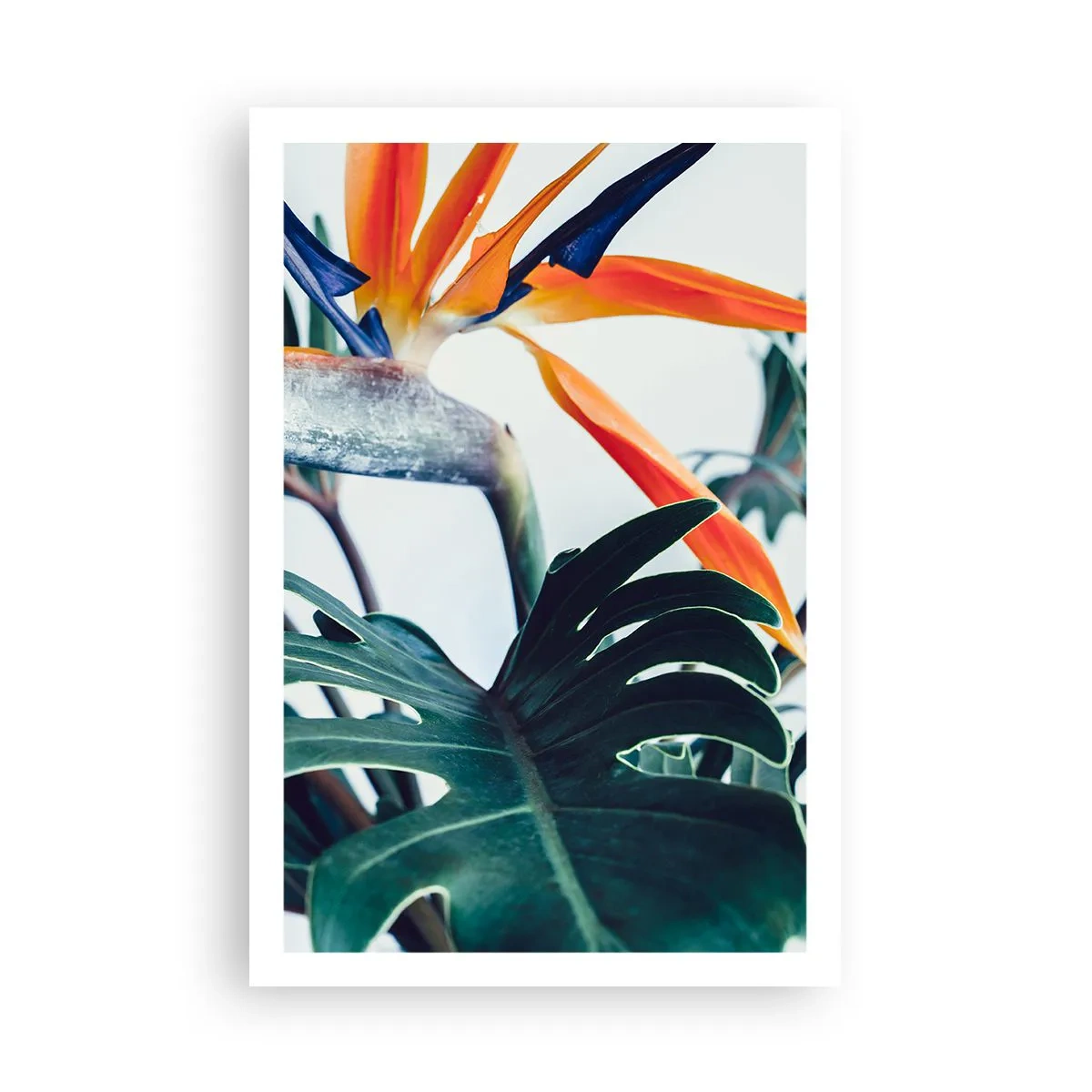 Póster - La jaula del pájaro colorido - 61x91 cm