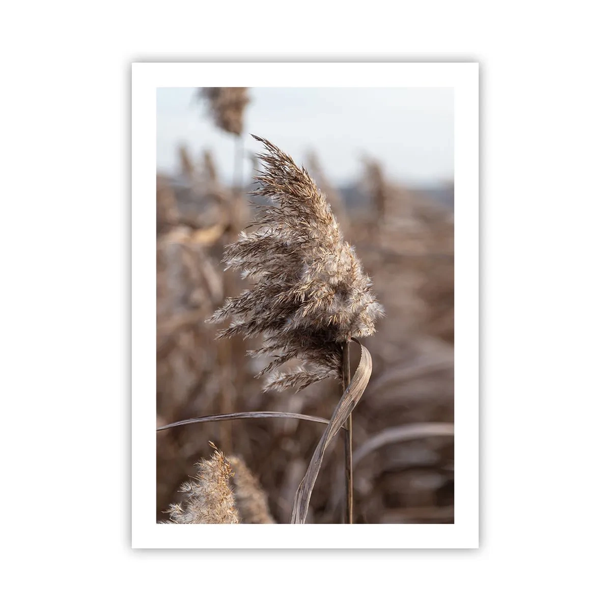 Póster - Primer plano de juncos secos en tonos naturales contra el cielo. - 50x70cm - Es hora de volar con el viento - Decoración de pared moderna para salón y dormitorio ARTTOR