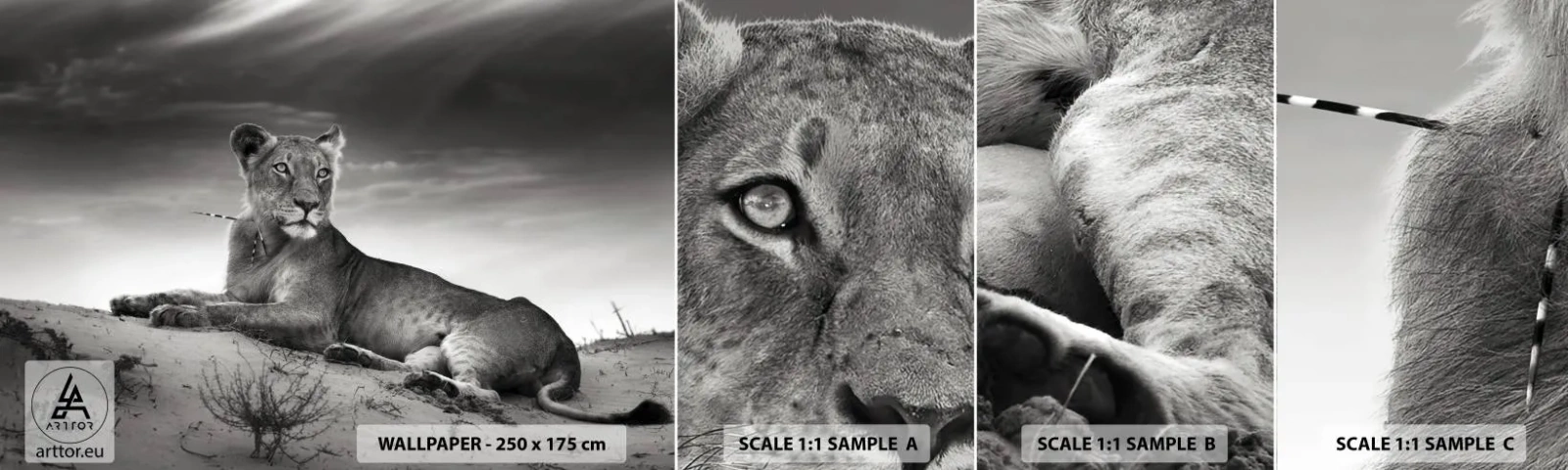 Muestra de fotomural autoadhesivo Deluxe Sticker - Descanso de la reina del desierto - animales, León, Desierto - 100x30 cm