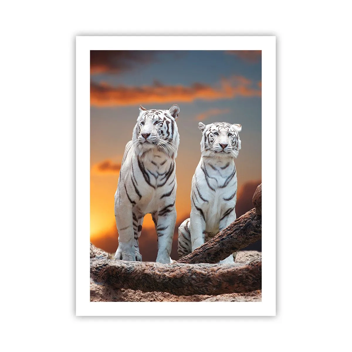 Póster - Tigres blancos contra el sol poniente - 50x70cm - Como en Narnia - Decoración de pared moderna para salón y dormitorio ARTTOR
