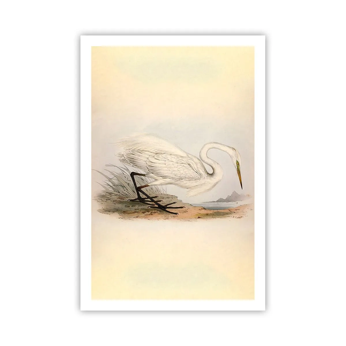 Póster - Dama de los juncos - 61x91 cm